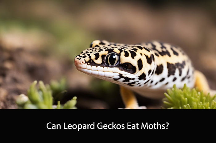 Can Leopard Geckos Eat Moths
