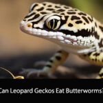 Can Leopard Geckos Eat Butterworms