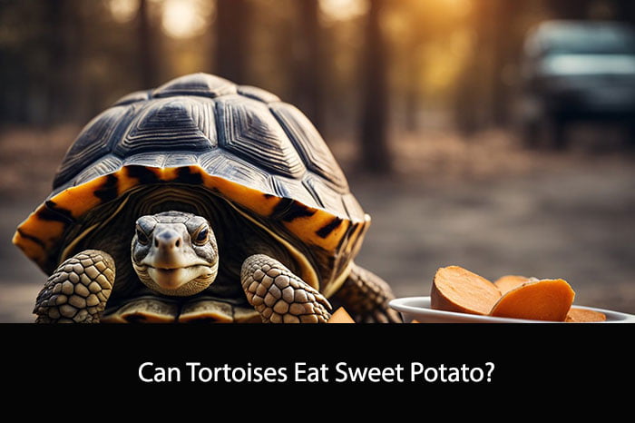 Can Tortoises Eat Sweet Potato
