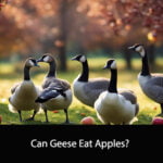 Can Geese Eat Apples