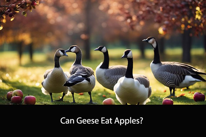 Can Geese Eat Apples?