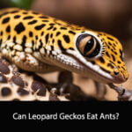 Can Leopard Geckos Eat Ants