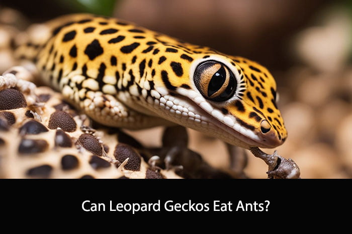 Can Leopard Geckos Eat Ants