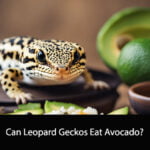 Can Leopard Geckos Eat Avocado