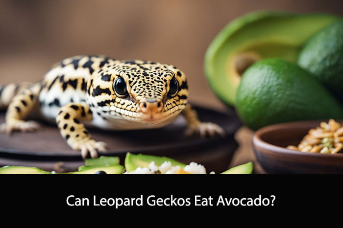 Can Leopard Geckos Eat Avocado
