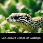 Can Leopard Geckos Eat Cabbage