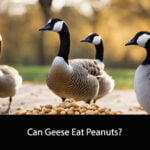 Can Geese Eat Peanuts