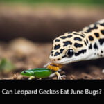Can Leopard Geckos Eat June Bugs