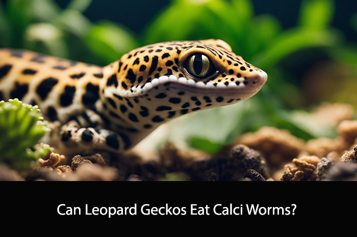 Can Leopard Geckos Eat Calci Worms