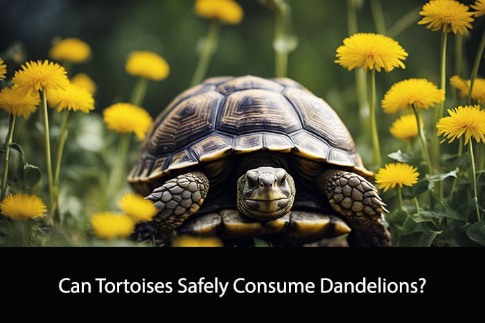 Can Tortoises Eat Dandelions