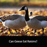 Can Geese Eat Raisins