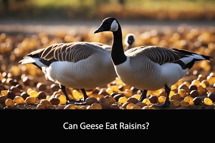 Can Geese Eat Raisins?