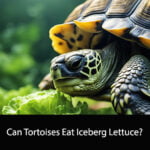 Can Tortoises Eat Iceberg Lettuce