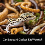 Can Leopard Geckos Eat Worms