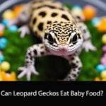 Can Leopard Geckos Eat Baby Food