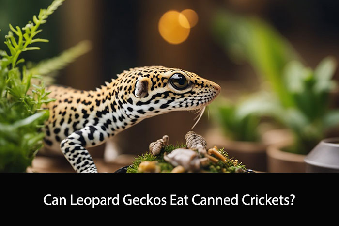Can Leopard Geckos Eat Canned Crickets