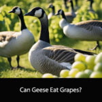 Can Geese Eat Grapes