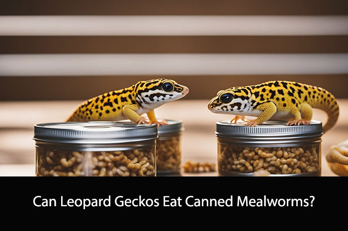 Can Leopard Geckos Eat Canned Mealworms