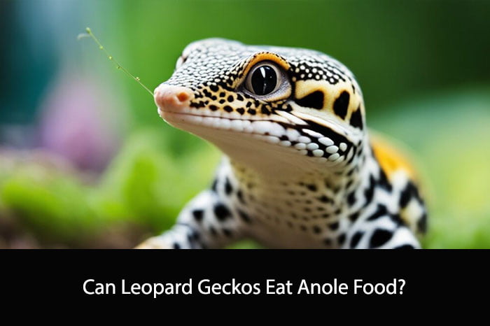 Can Leopard Geckos Eat Anole Food