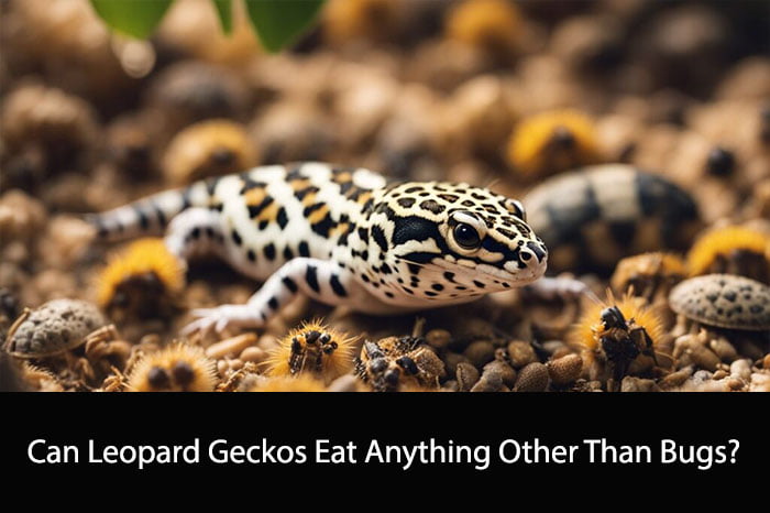 Can Leopard Geckos Eat Anything Other Than Bugs