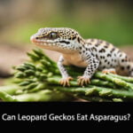 Can Leopard Geckos Eat Asparagus
