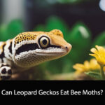 Can Leopard Geckos Eat Bee Moths