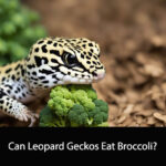 Can Leopard Geckos Eat Broccoli
