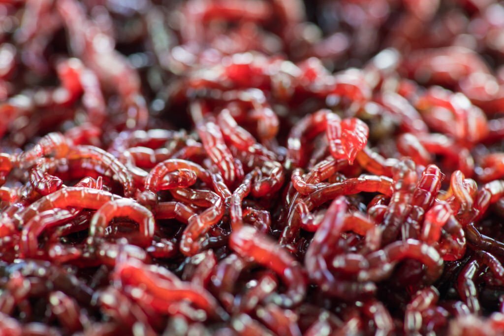 Can Leopard Geckos Eat Bloodworms