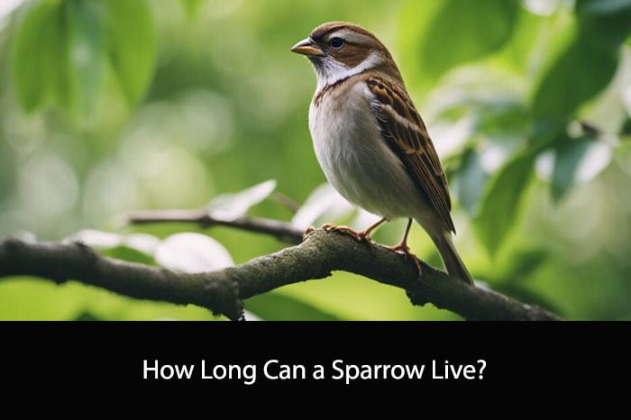 How Long Can a Sparrow Live?