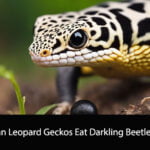 Can Leopard Geckos Eat Darkling Beetles