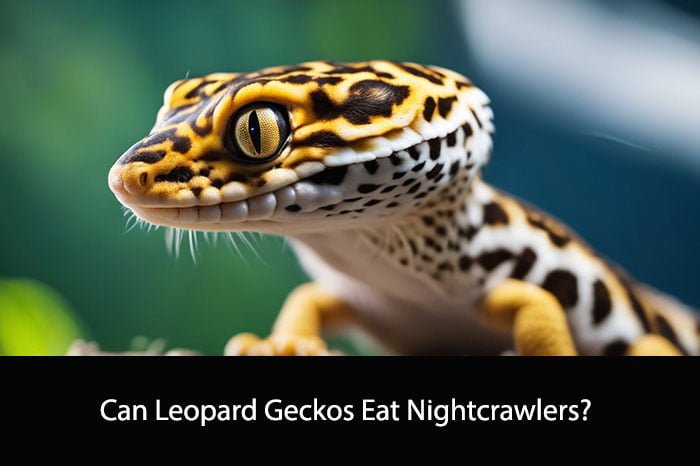 Can Leopard Geckos Eat Nightcrawlers?