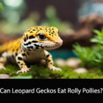 Can Leopard Geckos Eat Rolly Pollies
