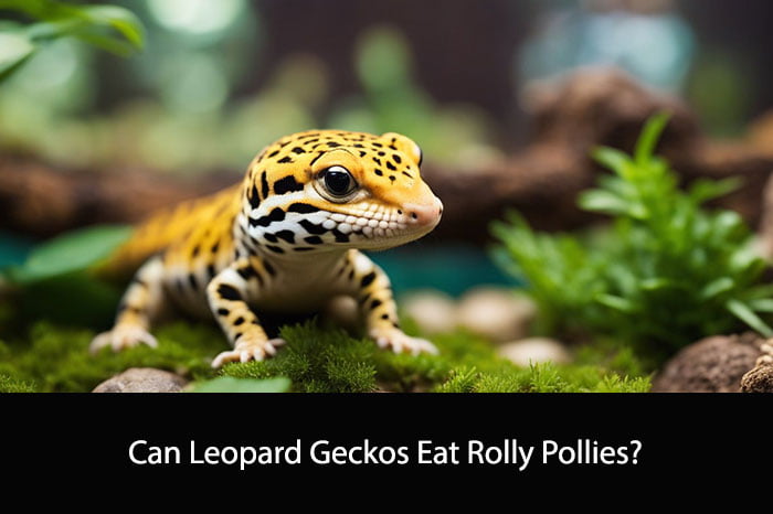 Can Leopard Geckos Eat Rolly Pollies