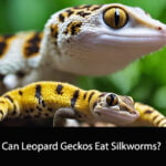 Can Leopard Geckos Eat Silkworms