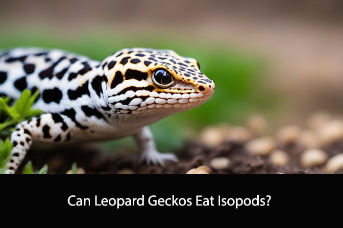Can Leopard Geckos Eat Isopods
