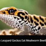 Can Leopard Geckos Eat Mealworm Beetles