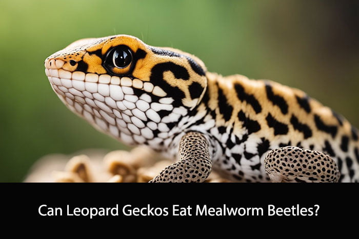 Can Leopard Geckos Eat Mealworm Beetles