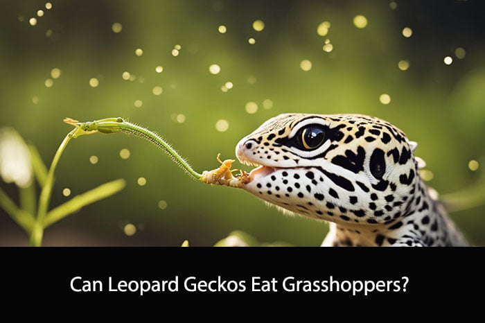 Can Leopard Geckos Eat Grasshoppers