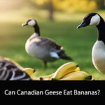 Can Canadian Geese Eat Bananas