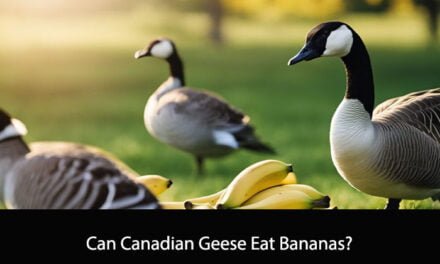 Can Canadian Geese Eat Bananas?