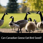 Can Canadian Geese Eat Bird Seed