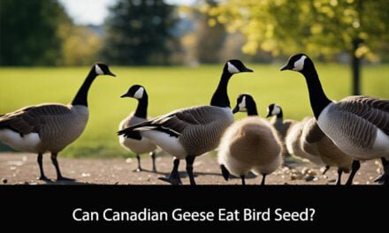 Can Canadian Geese Eat Bird Seed?