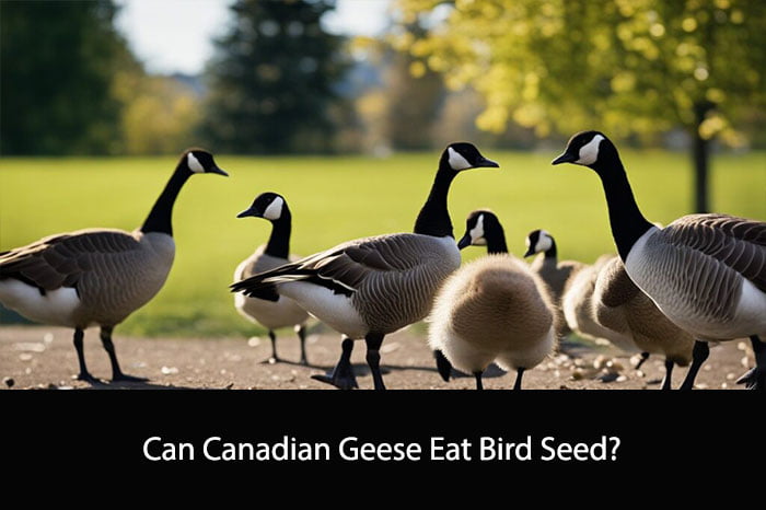 Can Canadian Geese Eat Bird Seed