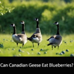 Can Canadian Geese Eat Blueberries