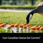 Can Canadian Geese Eat Carrots