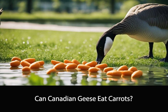 Can Canadian Geese Eat Carrots?