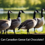 Can Canadian Geese Eat Chocolate