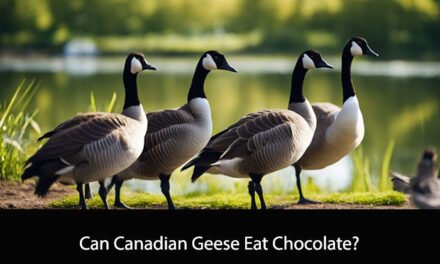 Can Canadian Geese Eat Chocolate?
