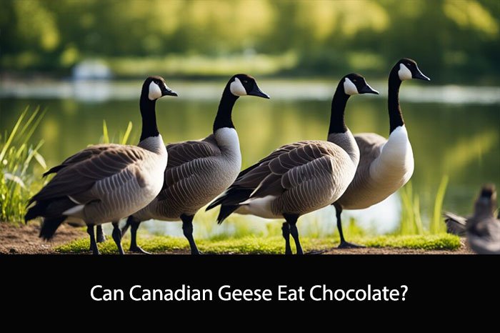 Can Canadian Geese Eat Chocolate?