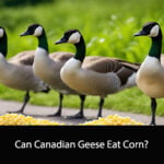 Can Canadian Geese Eat Corn